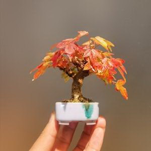 无花果品种哪个最好 什么品种的无花果最好吃