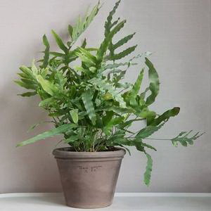 植物水培缸能养什么植物？如何选择适合水培的植物？