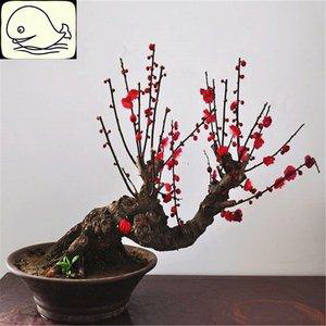 文竹种子的种植方法（从选种到日常养护全方位指南）