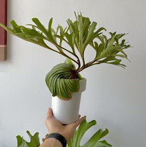 君子兰花的五种主要颜色（色彩缤纷，各具特色）