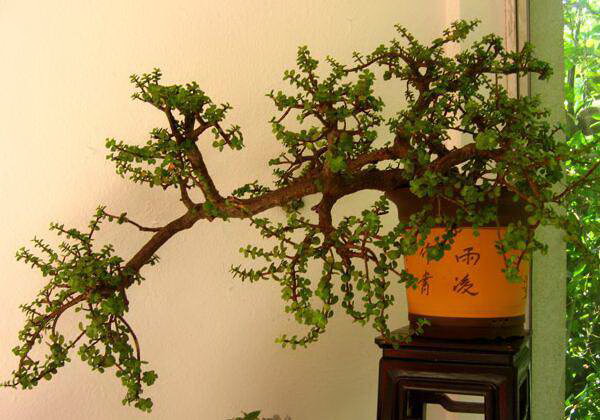 洋桔梗花语与寓意（深入解读花朵背后的含义）