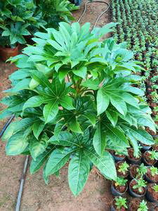 小番茄品种