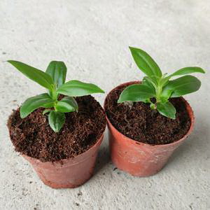 菠菜几月份种植最好 适合的温度和种植时间