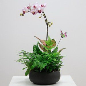 芥菜几月份种植合适