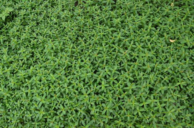 红掌栽培全攻略（种植与养护方法、适宜环境及注意事项）