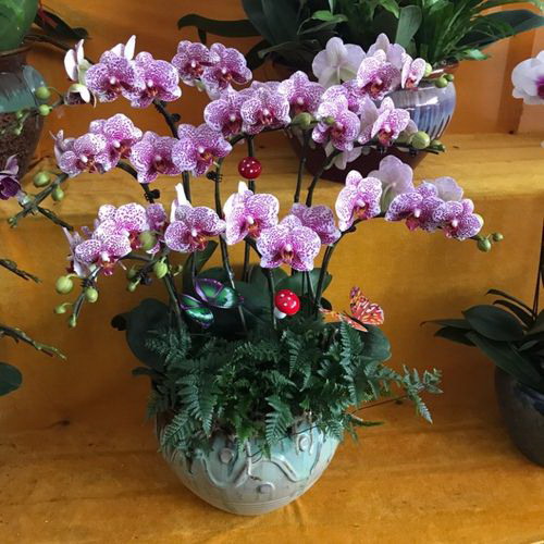 雪莲果什么季节种植合适
