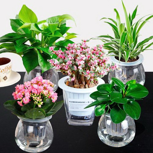 枫树什么品种最好？如何选择适合的枫树品种？