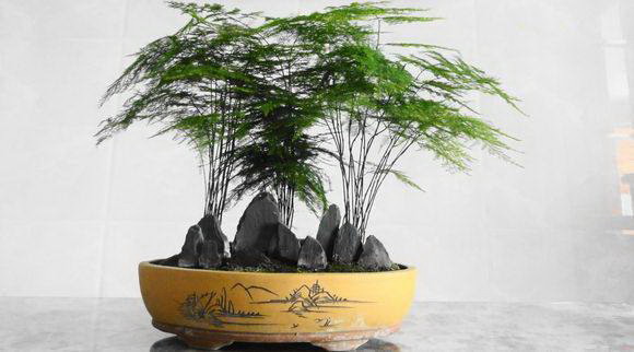 怎么观察茶花新叶判断出现的症状