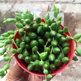 玫瑰的花期是几月份 玫瑰花几月开放是什么季节