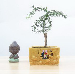 如何成功种植黑枸杞（了解黑枸杞的种植条件和温度要求）