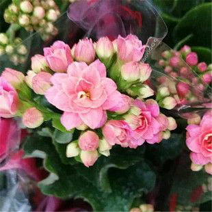 百合花几月份种合适