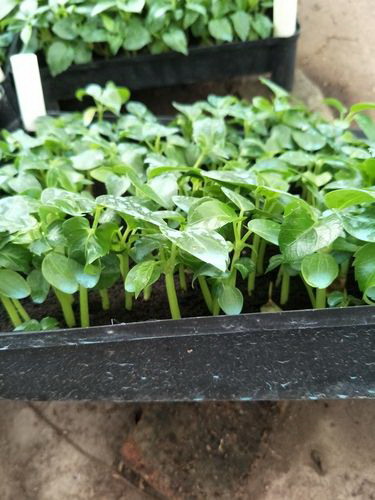 桃树芽接最佳时间和技术方法
