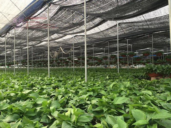 如何培育新颜色的玫瑰花？有哪些方法？