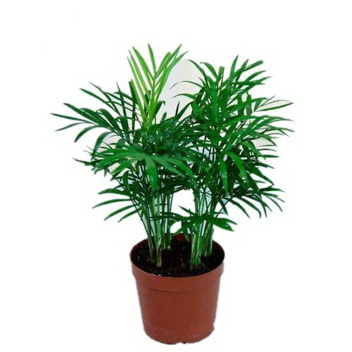 薄荷种植全攻略（掌握薄荷种植季节）