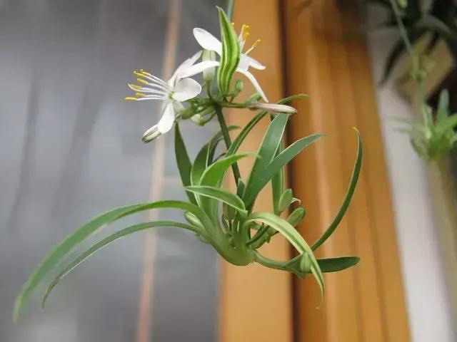 代表友谊送什么花（解读不同花语，传递真挚情谊）