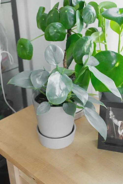 绿茶饮料能否浇花？——探讨绿茶饮料的潜在用途
