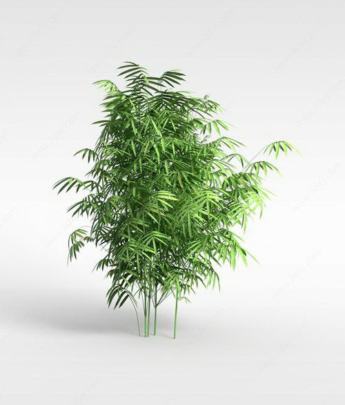 探秘多彩世界里的雏菊品种（从颜色到花型，了解不同雏菊品种的特点）