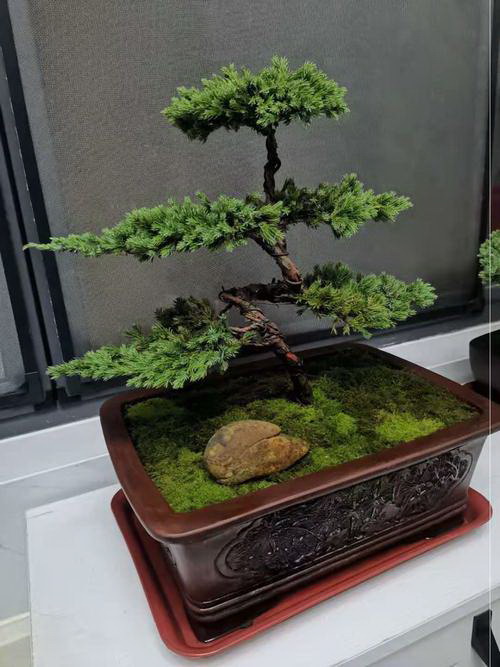 铁观音生长环境条件及特点