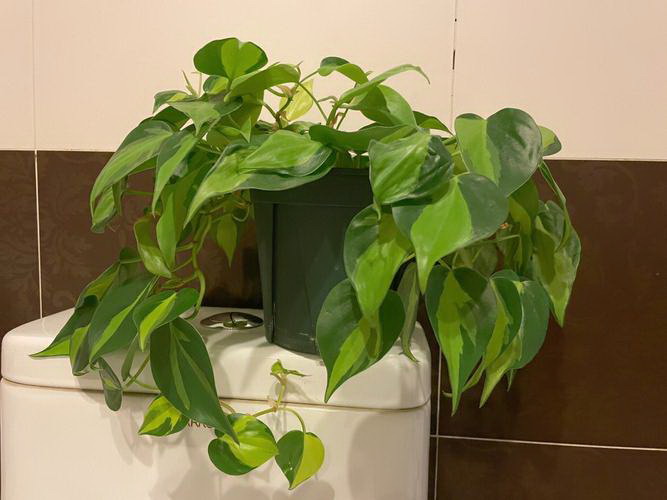 夏黑葡萄种植全指南（从选地到采摘，教你一步步种出好口感）