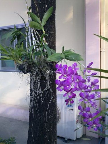 食用油浇花好不好 给花里面浇食用油方法