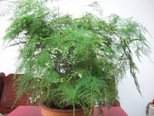 紫苏什么季节种植合适