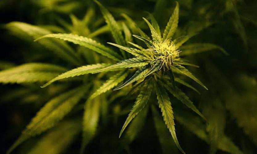 天荷月季的优缺点