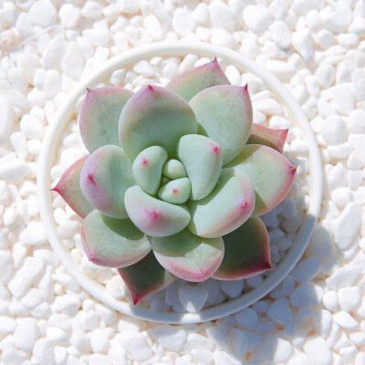 大白菜底肥放什么肥好（底肥施用方法）