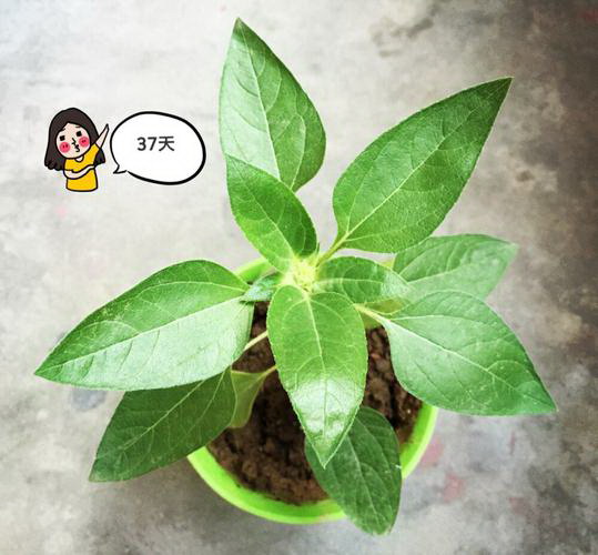 红萝卜怎么留种子 种子播种与种植方法