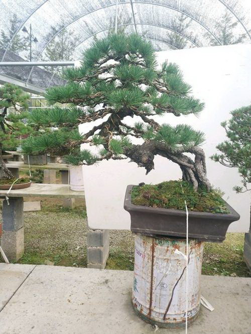 架豆王种植时间和方法 在什么时候种植好