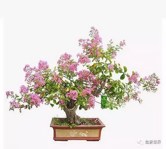 俄罗斯的国花是什么花？它有什么特别的含义吗？
