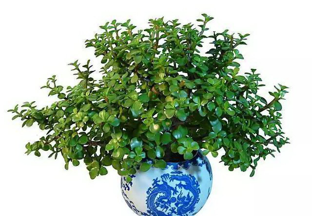 百香果的最佳种植月份（了解百香果的生长   性）