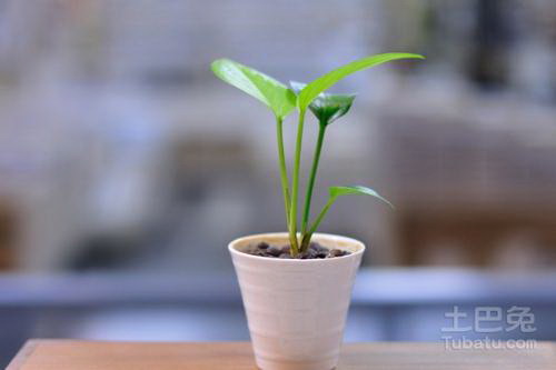 发财树用什么肥料好