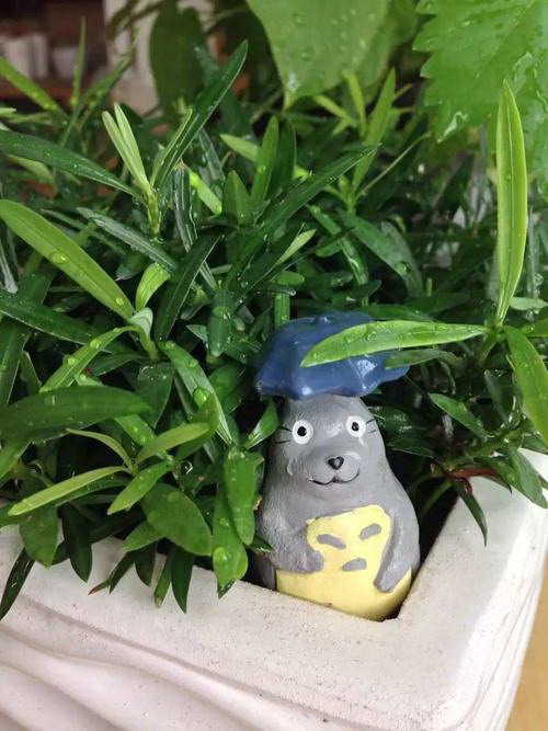 金银花怎么养（金银花种植技术与栽培管理）