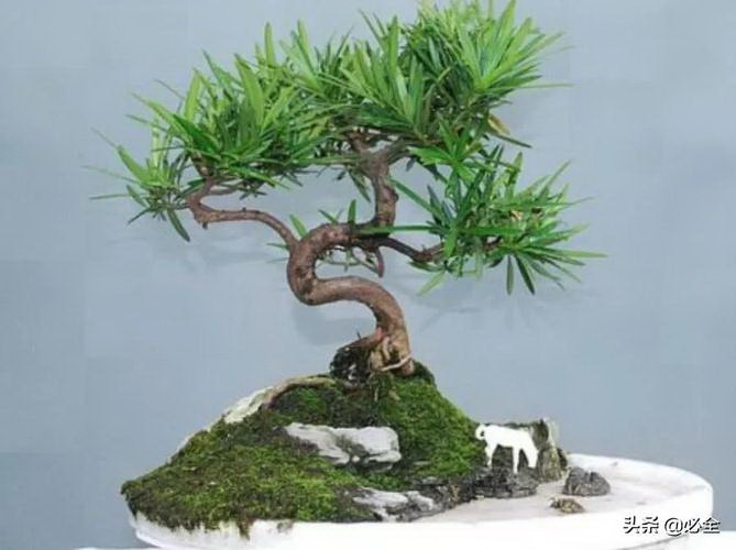 龙船花花谢后怎么处理