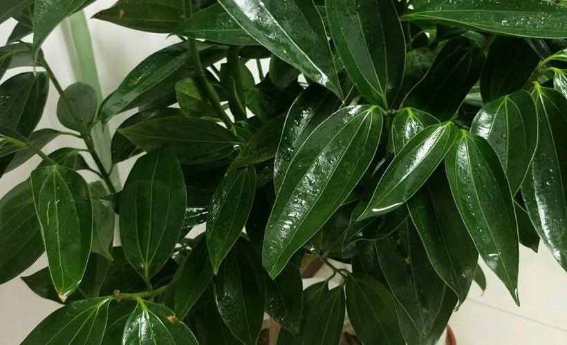 冰山月季的优缺点