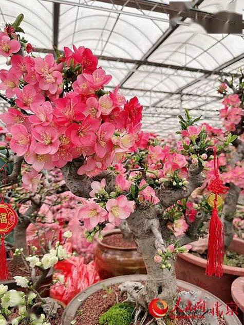 为什么平安树叶子发黄脱落？（揭秘平安树叶子变黄的原因和治疗方法）