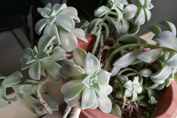 牡丹花种植的美观技巧有哪些？怎样种植才能使其更加吸引人？