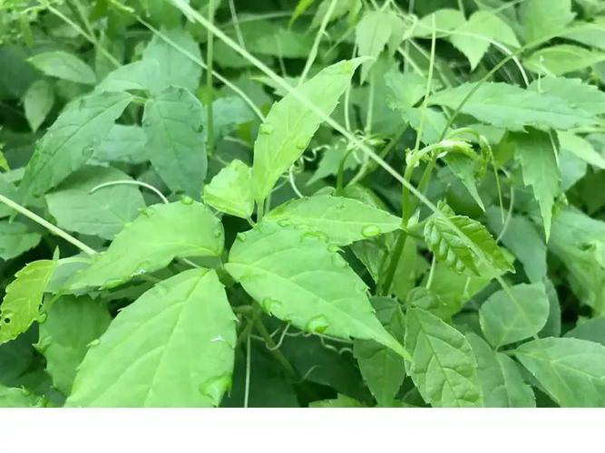 文心兰不但好看，还有毒（它能在家里安全养吗）