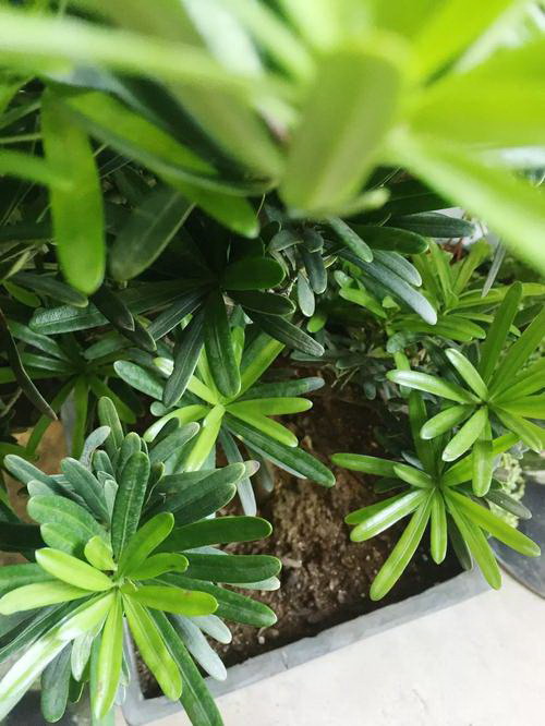 球兰哪个品种比较勤花 最好养易开花的球兰品种排名